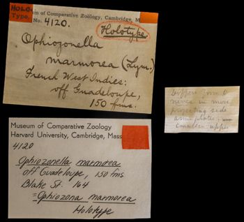 Media type: image;   Invertebrate Zoology OPH-4120 Description: Labels for this specimen included in the specimen tray.;  Aspect: labels1